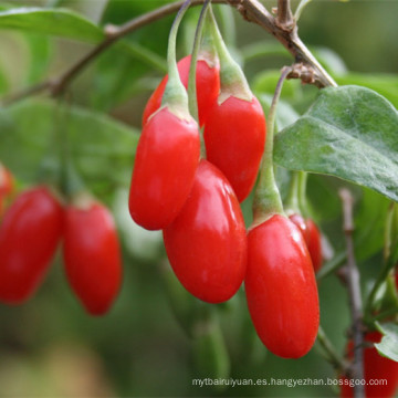 Bayas de goji sin GMO estándar de la UE en ventas al por menor